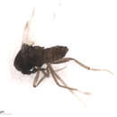 Image of Culicoides tissoti Wirth & Blanton 1966