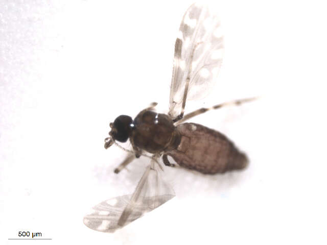 Слика од Culicoides stellifer (Coquillett 1901)