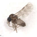 Image of Culicoides scanloni Wirth & Hubert 1962