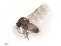 Image of Culicoides scanloni Wirth & Hubert 1962