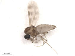 Image of Culicoides scanloni Wirth & Hubert 1962