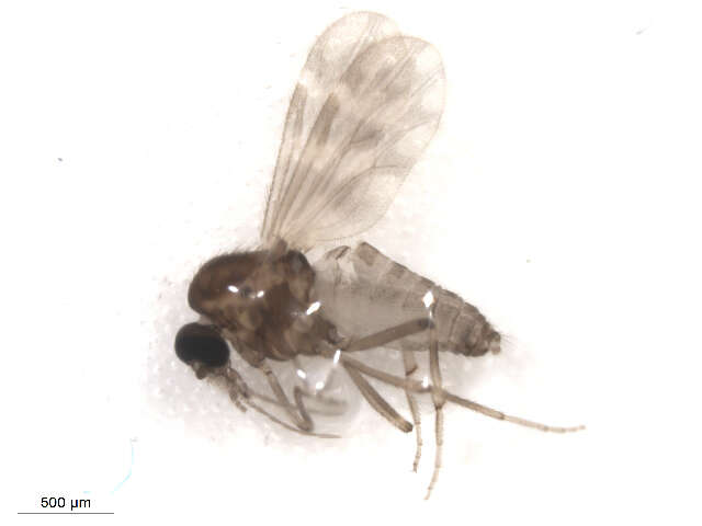 Image of Culicoides scanloni Wirth & Hubert 1962