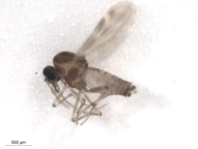 Image of Culicoides scanloni Wirth & Hubert 1962