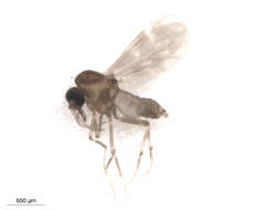 Image of Culicoides scanloni Wirth & Hubert 1962