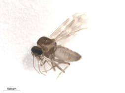 Image of Culicoides scanloni Wirth & Hubert 1962