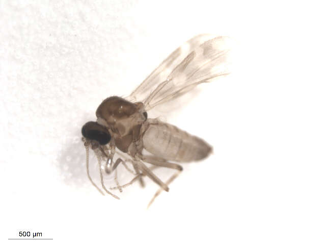 Image of Culicoides scanloni Wirth & Hubert 1962