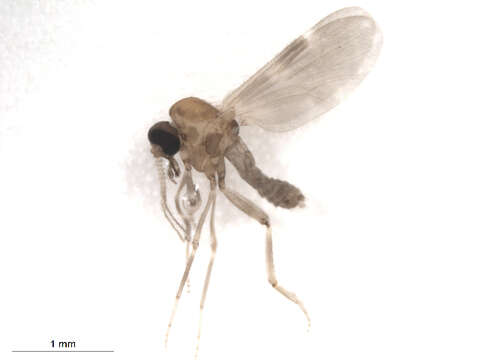 Image of Culicoides travisi Vargas 1949