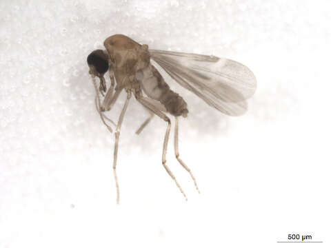 Image of Culicoides travisi Vargas 1949