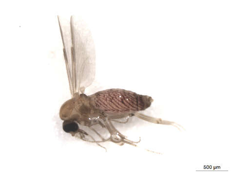 Image of Culicoides travisi Vargas 1949