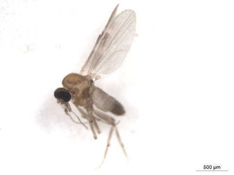 Image of Culicoides travisi Vargas 1949