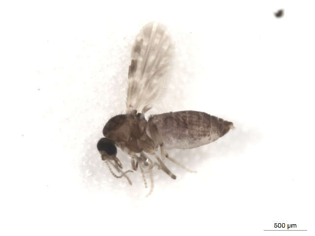 Image of Culicoides schultzei (Enderlein 1908)