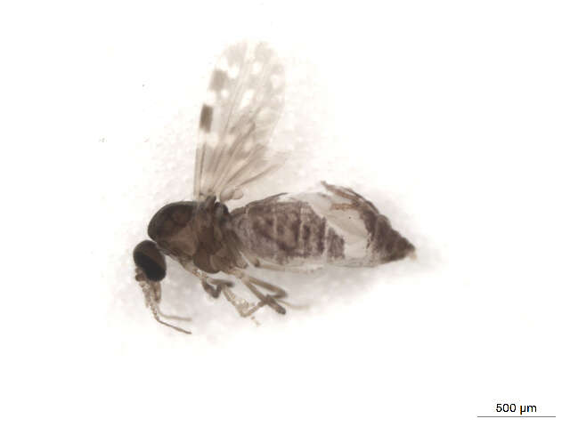 Image of Culicoides schultzei (Enderlein 1908)