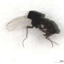 Image of Austroconops mcmillani Wirth & Lee 1959