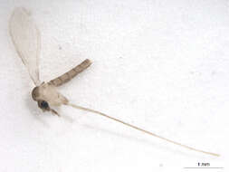 Image of Lutzomyia (Psathyromyia) shannoni (Dyar 1929)