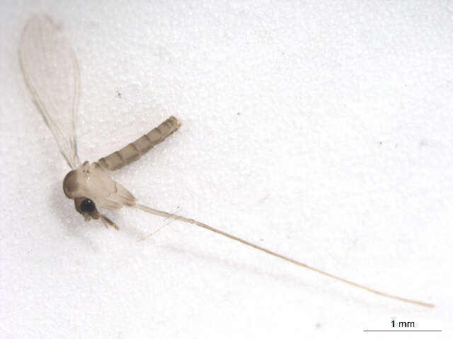 Image of Lutzomyia (Psathyromyia) shannoni (Dyar 1929)