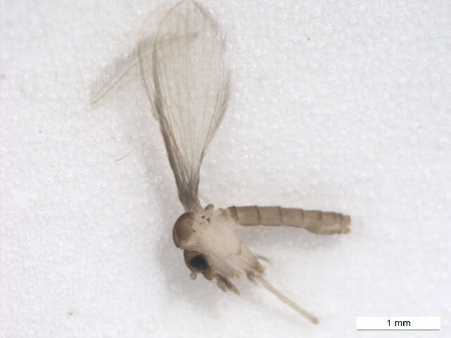 Image of Lutzomyia (Psathyromyia) shannoni (Dyar 1929)