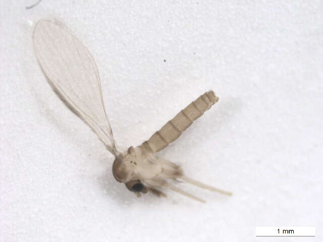 Image of Lutzomyia (Psathyromyia) shannoni (Dyar 1929)