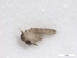 Image of Lutzomyia (Psathyromyia) shannoni (Dyar 1929)