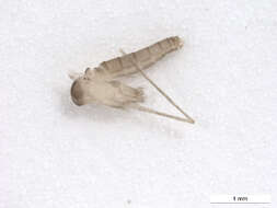 Image of Lutzomyia (Psathyromyia) shannoni (Dyar 1929)