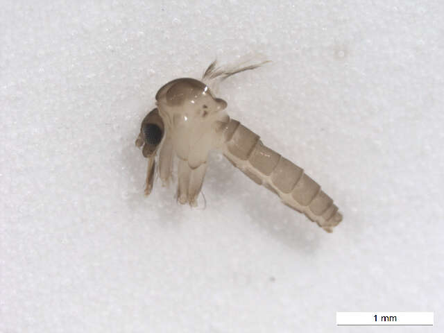 Image of Lutzomyia (Psathyromyia) shannoni (Dyar 1929)