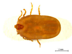 Image of Hyalomma anatolicum Koch 1844