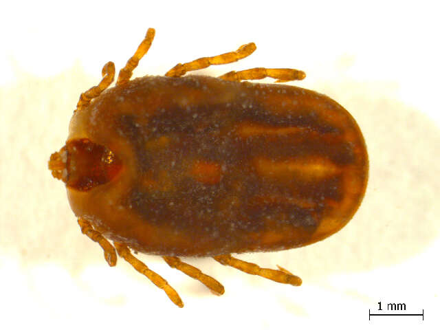 Image of Hyalomma anatolicum Koch 1844