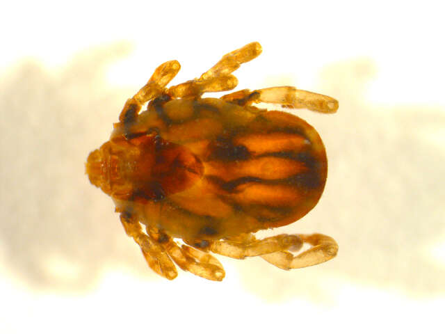 Image of Hyalomma anatolicum Koch 1844