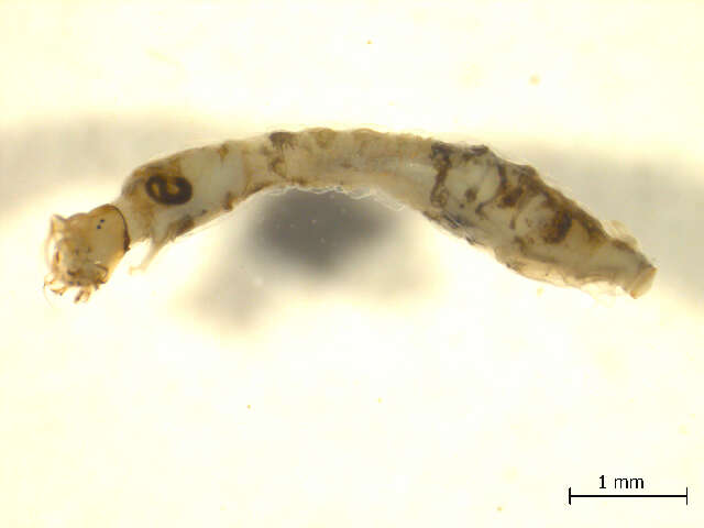 Sivun Austrosimulium furiosum (Skuse 1889) kuva