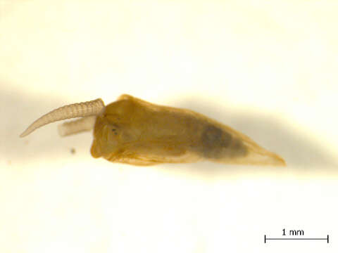 Image of Austrosimulium colboi Davies & Gyorkos 1988