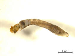 Image of Austrosimulium colboi Davies & Gyorkos 1988