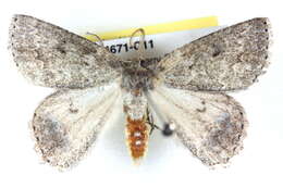 Image of Crypsiphona amaura Meyrick 1888