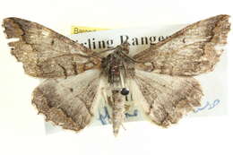 Image of Gastrinodes bitaeniaria Le Guillou 1841