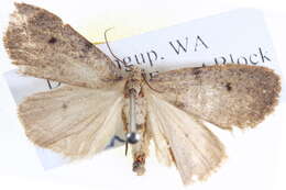 Image of <i>Termessa amorpha</i>