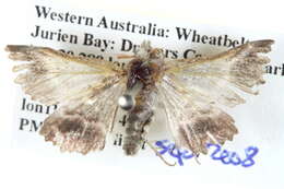 Plancia ëd Hypographa epiodes Turner 1930