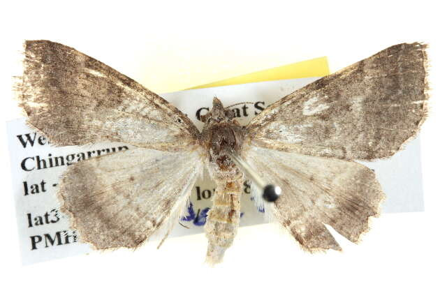 صورة Chlenomorpha sciogramma Lower 1918