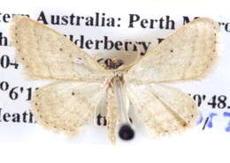 Image of Scopula hypochra Meyrick 1888