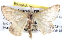 Image of Nearcha caronia Swinhoe 1902