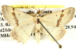 Image of Nearcha caronia Swinhoe 1902