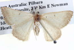 Image of Nearcha caronia Swinhoe 1902