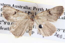 Image of Dichromodes anelictis Meyrick 1890