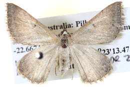 Image of Nearcha caronia Swinhoe 1902