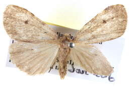 Image of <i>Termessa amorpha</i>