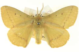 Image de Anthela inornata (Walker 1855)