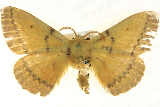 Image de Anthela inornata (Walker 1855)