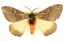 Image of Anthela stygiana (Butler 1882)