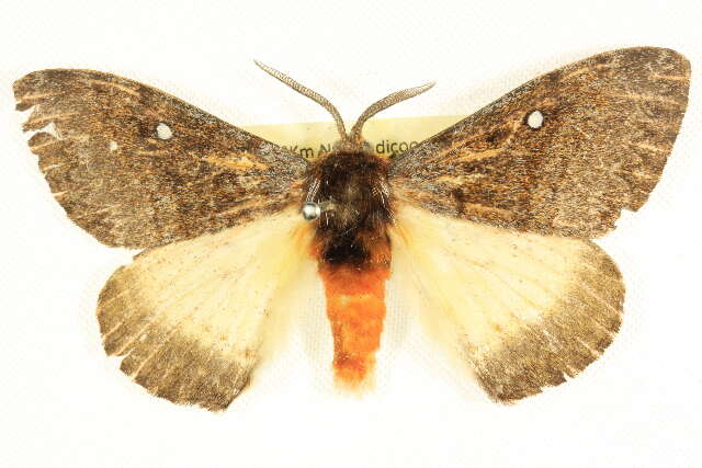 Image of Anthela stygiana (Butler 1882)