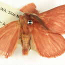 Image of Anthela rubicunda (Swinhoe 1902)