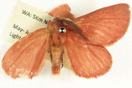 Imagem de Anthela rubicunda (Swinhoe 1902)