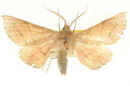 Image of Oenochroma ochripennata Walker 1860