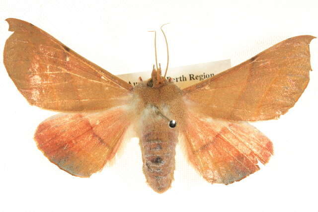 Image of Oenochroma ochripennata Walker 1860